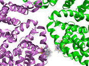 Bovine Serum Albumin Market Dynamics, Growth, Supply Demand, Strategies, Forecast 2021 2028