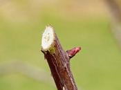 Look After Preserve Roses: Keep Blooms Healthy Longer