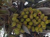 Tender Coconut Seller Thaiyammal Stands Tall