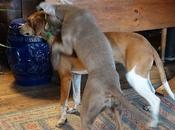 Playdate