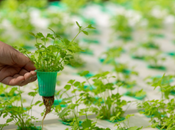 Hydroponics Market Research Report Forecast Till 2025