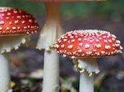 Mushroom Market Size, Regional Outlook, Price Trends, Competitive Share Forecast 2019 2027