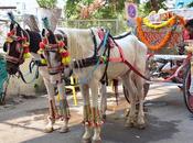 Jhanvasa Horse Drawn Carriage