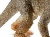 Squirrel Monkey Stolen from Vandalur