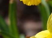 First Daffodils