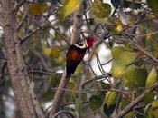 Black-rumped Flameback Spotted