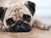 Animal Depression Medication; Treatment Varies According Cause Condition