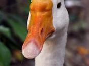 Close-up Duck Discharge from Aircraft