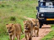 Wildlife Hunting Tourism Market Size, Share, Forecasts Analysis, Company Growth, Profiles Regions 2021 2028