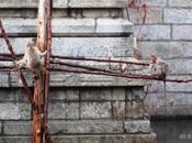 Monkeys Swim .... Monkey Bathing