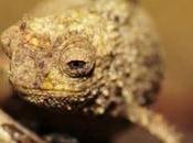 Worlds Smallest Reptile: When Brookesia Nana Discovered?
