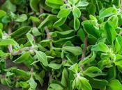 Marjoram Substitutes Know About