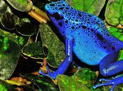 Most Poisonous Frogs Earth