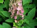 Pink Hydrangea Greeting Card