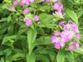 Lavender Blue Garden Philox (Phlox Paniculata)