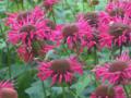 Busy Balm Flowers (Monarda)