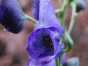 Plant Week: Aconitum Carmichaelii Wilsonii Group ‘Barkers’
