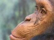 Featured Animal: Chimpanzee