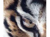 Celebrate World Animal People Animals