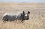Under Threat Black Rhino