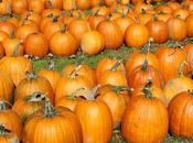 Norm’s Pumpkin Patch Lowell, Indiana