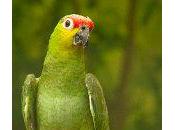 Under Threat Green-Cheeked Parrot