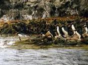 Featured Animal: Crested Penguin