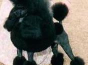 Featured Animal: Poodle