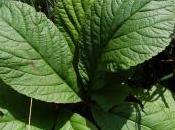 Plant Week: Rodgersia Pinnata ‘Superba’