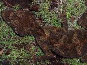 Featured Animal: Leaf-Tailed Gecko