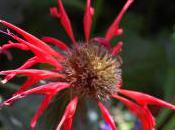 Plant Week: Monarda Didyma ‘Jacob Cline’