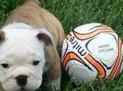 Puppy Games Do’s Don’ts