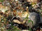 Gloucestershire Badger Cull Extended Weeks