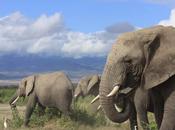 World Wildlife Fund Sanctions Slaughter Elephants South Africa