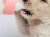 Puppy Feeding Information