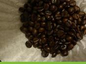 Recovering Coffee Snob Civet