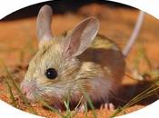 Food Chain Dingoes Conservation Tools Feral Cats Dusky Hopping Mouse