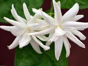 Fragrant Jasmine அடுக்கு மல்லிகை