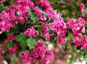 Lowest Maintenance Trees Your Landscape