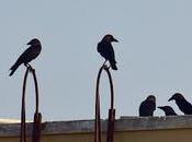 Wise Crow About Construction Engineering