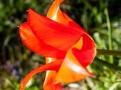 Florescence, Flowering