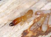Signs Drywood Termites