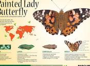 It's Caterpillar Time! Learn About Painted Lady Butterflies