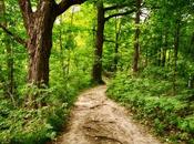 Complete Guide Hiking Bruce Trail