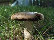 Mushrooms Lawn?