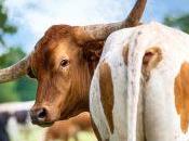 Methane Masks Cows Coming Texas?