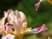 What Iris This?