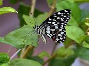 Butterfly வண்ணாத்திப் பூச்சி வயசென்ன ஆச்சி