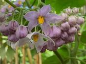Favourite Plant Week Cyphomandra Corymbiflora