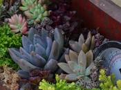 Awesome Succulent Garden Ideas Uniqueness Your